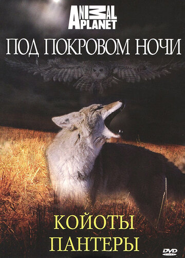 Смотреть Под покровом ночи (2009) онлайн в Хдрезка качестве 720p